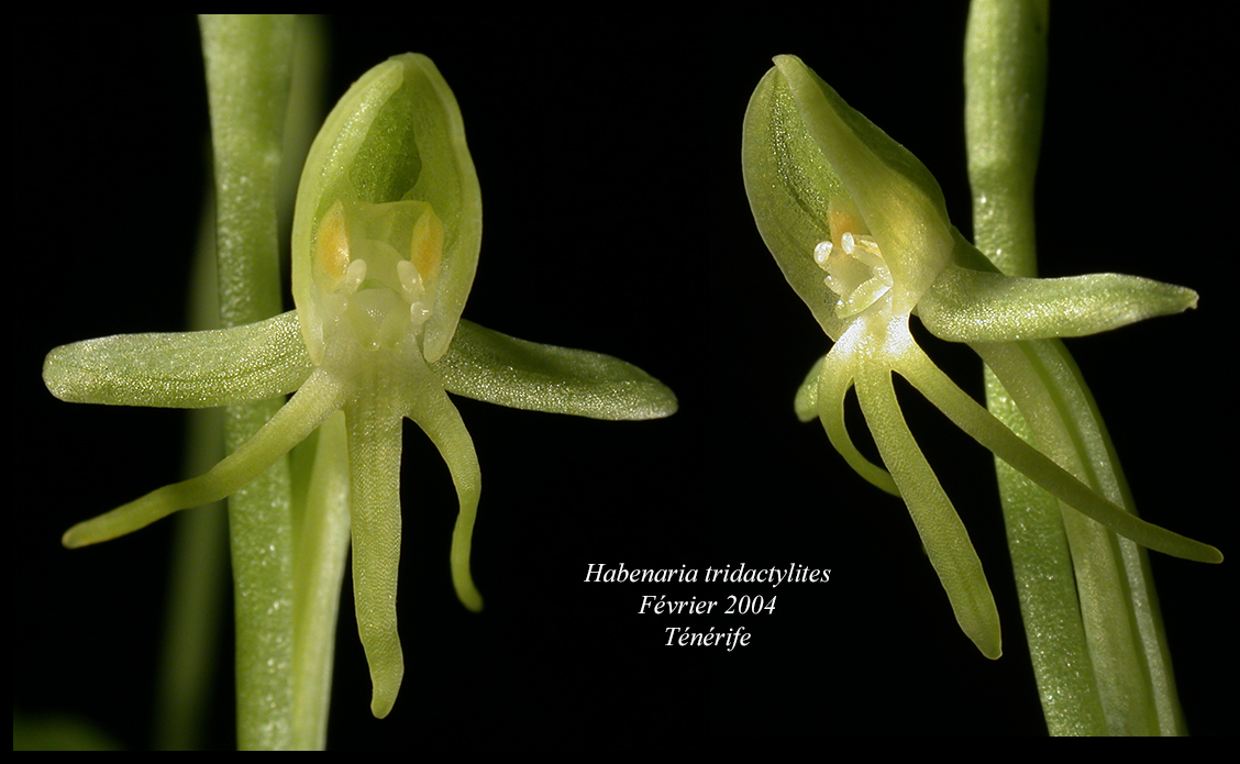 Habenaria tridactylites